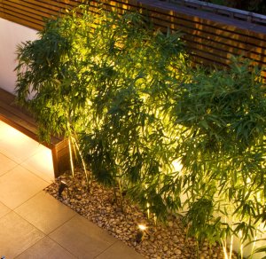LEDs used to light up a fern border