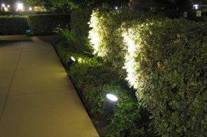 Pure white LEDS installed to light up a hedge